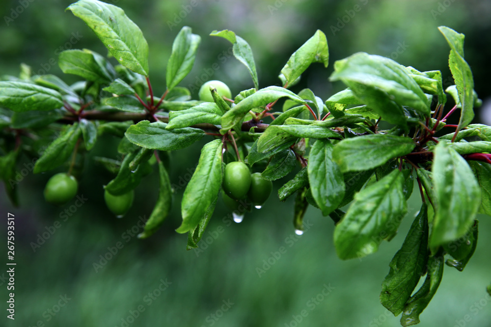 Green branch with wet leaves and plums as the background Green branch with wet leaves and plums as the background