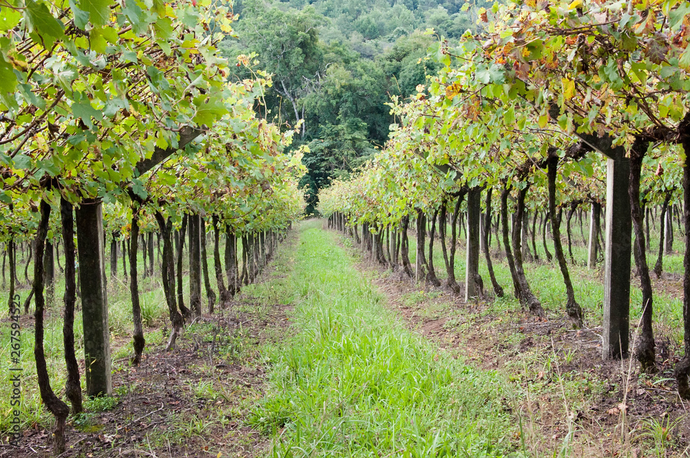 vineyard in the serra gaúcha 