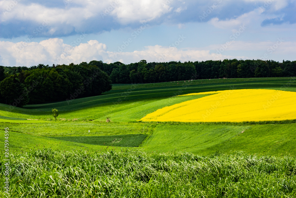 Obraz premium Rzepak na tle zielonych pól oraz lasu