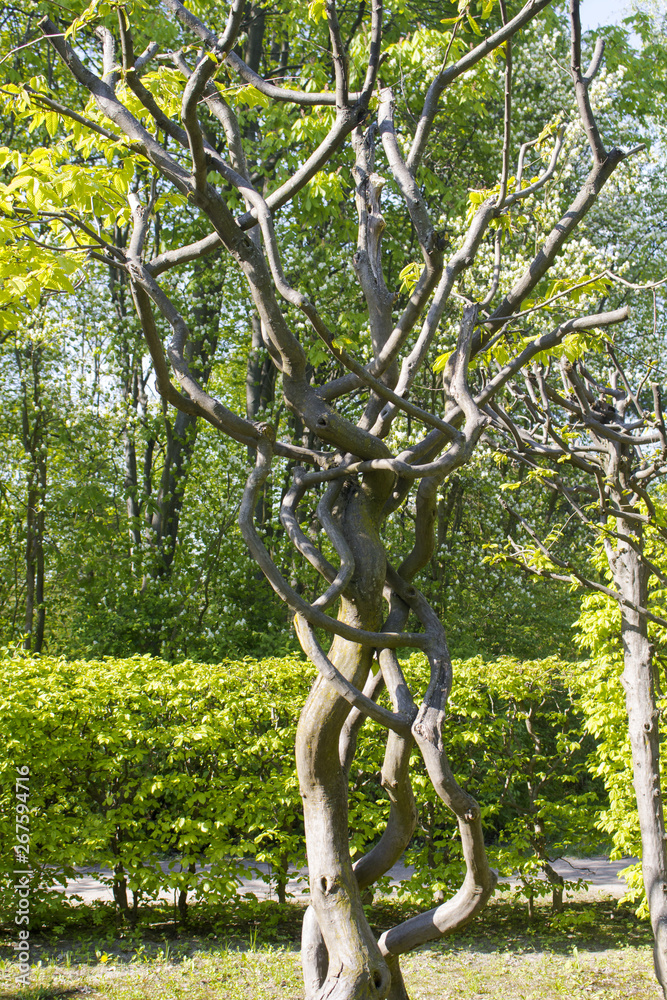 Fototapeta premium Artificially formed tree with a crooked trunk and branches against the hedge