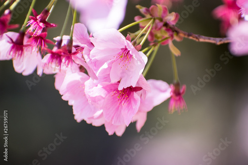 桜の花