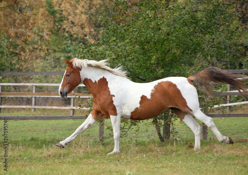The beautiful skewbald mare vigorously gallops  on a autumn meadow
