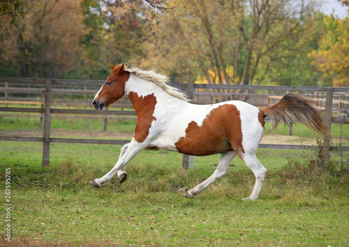 The beautiful skewbald mare vigorously gallops on a autumn meadow