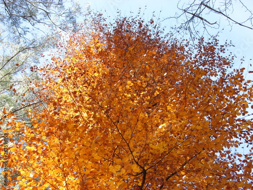 Autumn colored tree