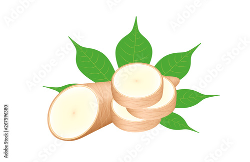 cassava fresh and leaf isolated on white background, raw cassava cut slice for tapioca flour industry or ethanol industry, pile yucca cassava tuber, raw manioc cassava in top view