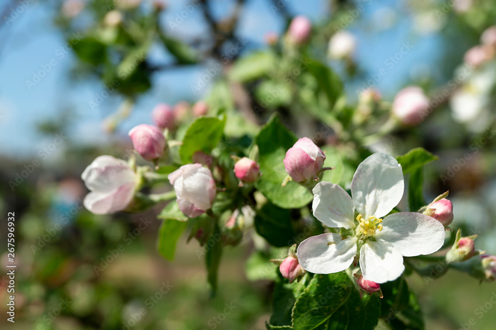 Blossom to apple trees in garden by springtime Blossom to apple trees in garden by springtime