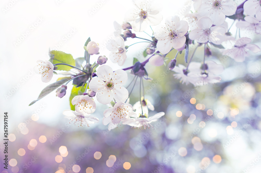 Spring floral background with blooming sakura cherry flowers blossom