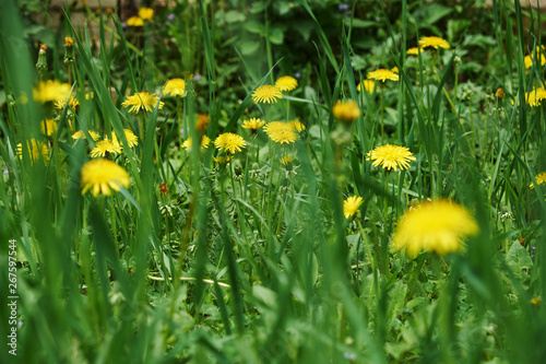 spring garden bed of yellow dandelions green plants and grass