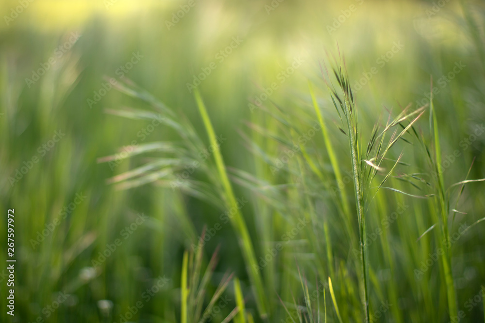 Green grass. Ears of wild raw greens shot macro with blurred background. The concept of youth, peace and confidence