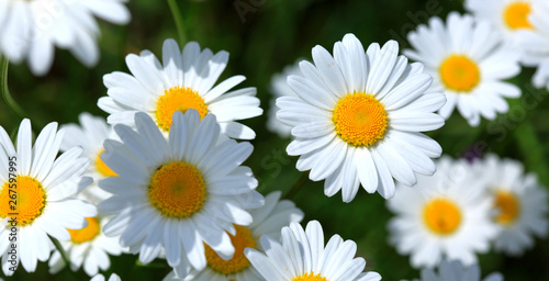 Macro shot of big daisies. Flowers background. © Swetlana Wall