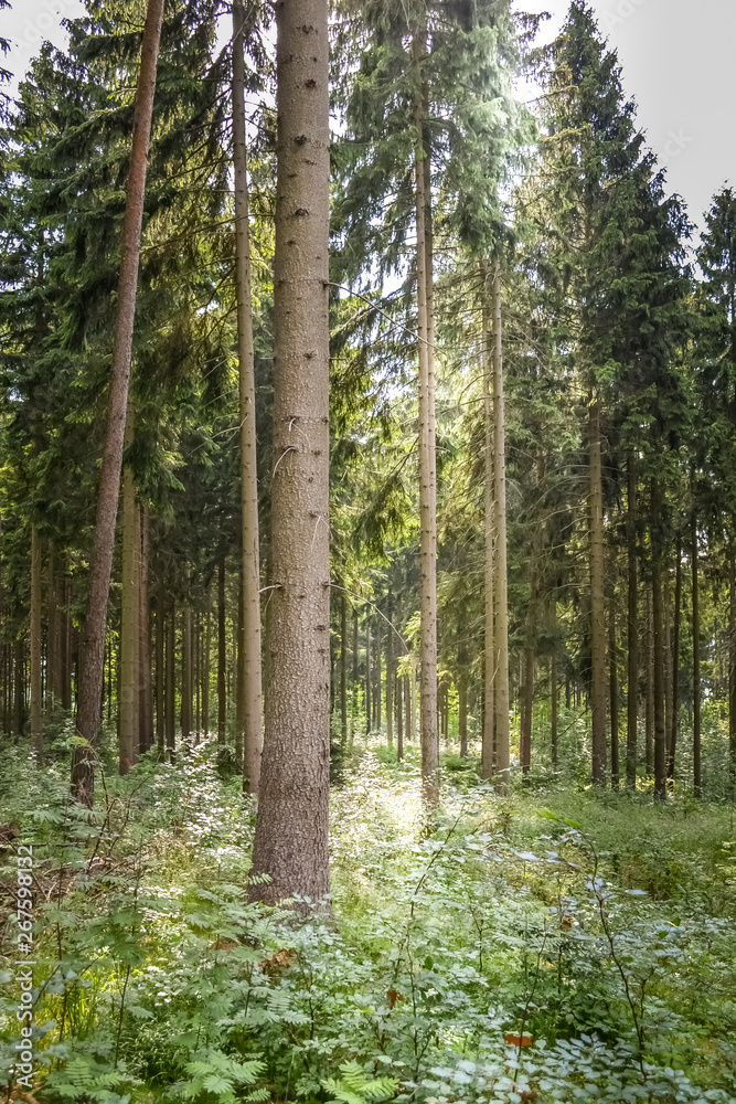 coniferous forest in the sunlight coniferous forest in the sunlight