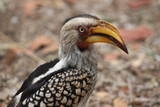 Close-up of African Hornbill