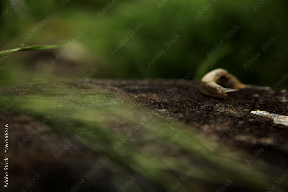 Snail crawling in the garden on the stump after rain Snail crawling in the garden on the stump after rain