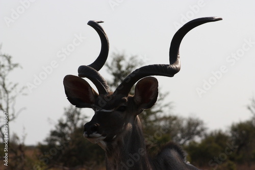 Kudu close up