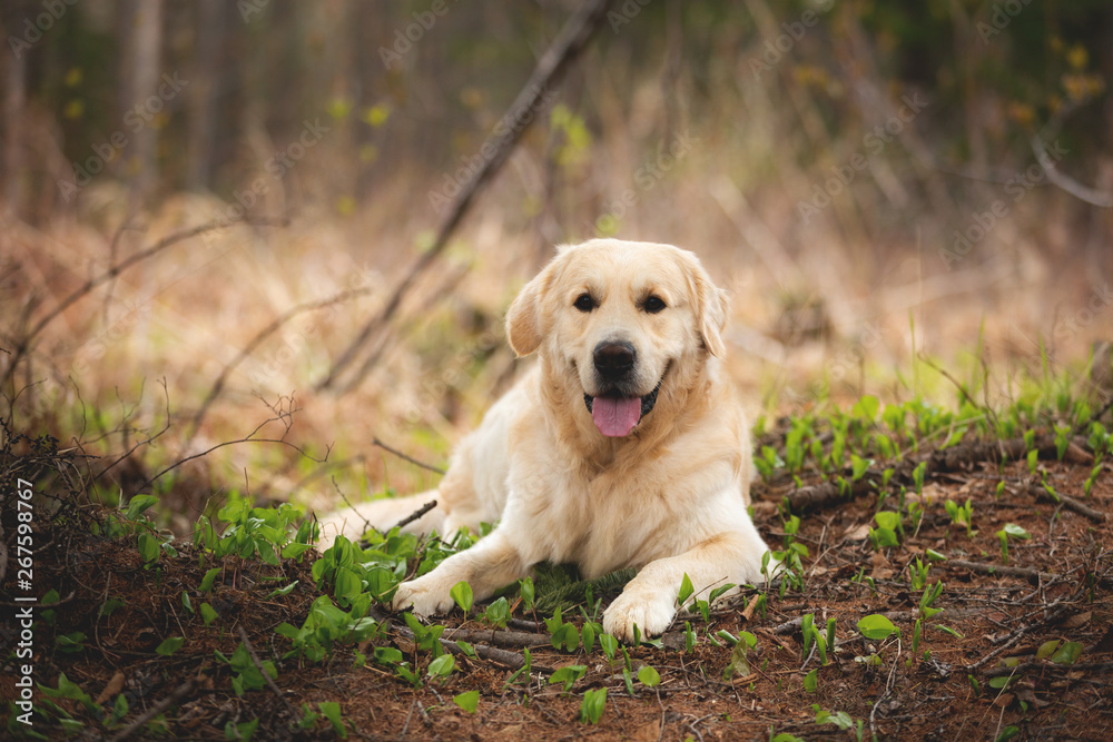 Beautiful and happy dog breed golden retriever lying outdoors in the forest at sunset in spring Beautiful and happy dog breed golden retriever lying outdoors in the forest at sunset in spring