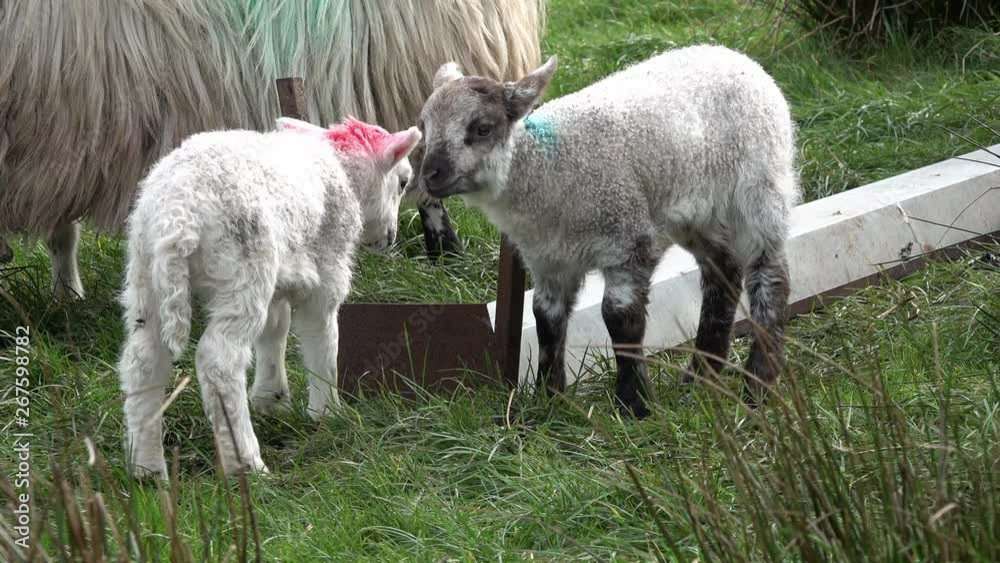 Cute little lambs grazing in a field in Ireland Cute little lambs grazing in a field in Ireland