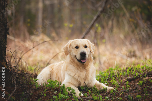 Beautiful and funny dog breed golden retriever lying outdoors in the forest at sunset in spring