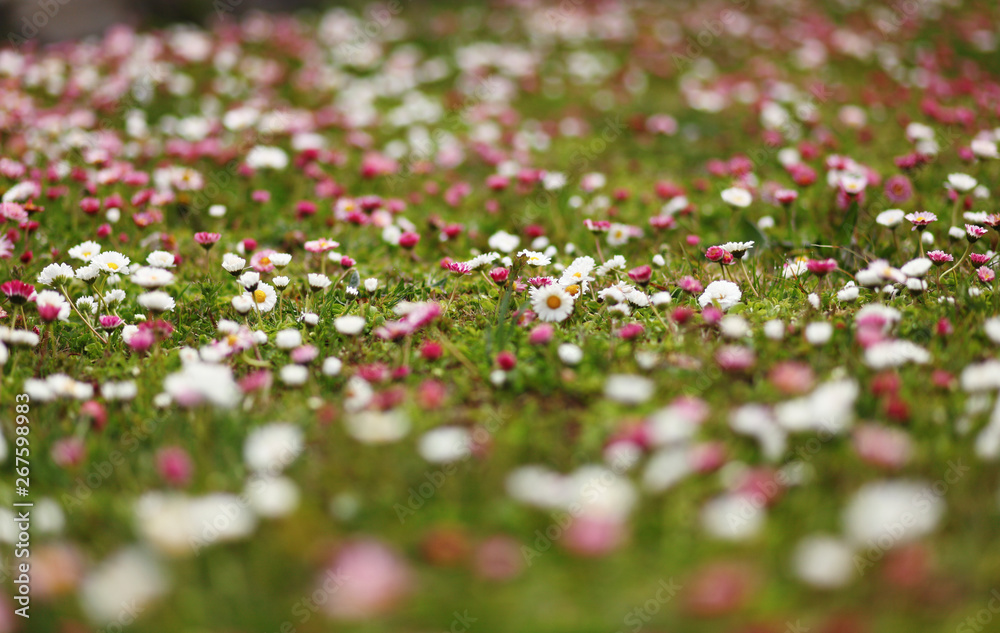 beautiful daisy flowers on the meadow,close up beautiful daisy flowers on the meadow,close up