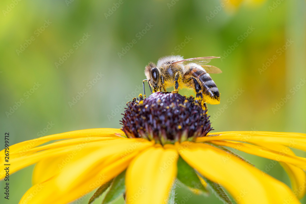 Bee pollinates coneflower - Rudbeckia subtomentosa Bee pollinates coneflower - Rudbeckia subtomentosa