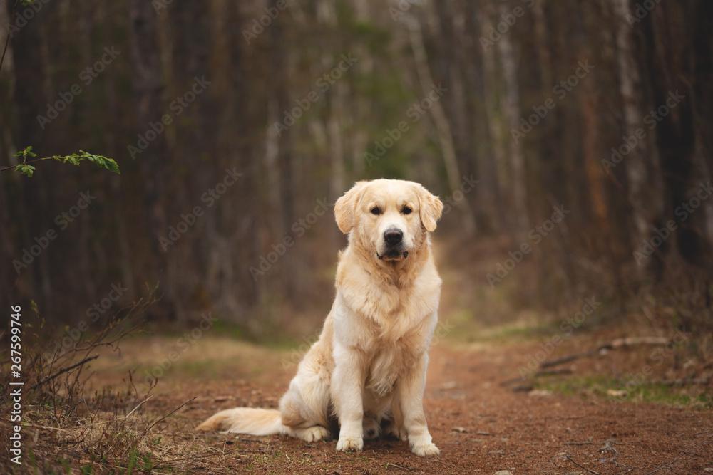 Beautiful and free dog breed golden retriever sitting outdoors in the forest at sunset in spring Beautiful and free dog breed golden retriever sitting outdoors in the forest at sunset in spring