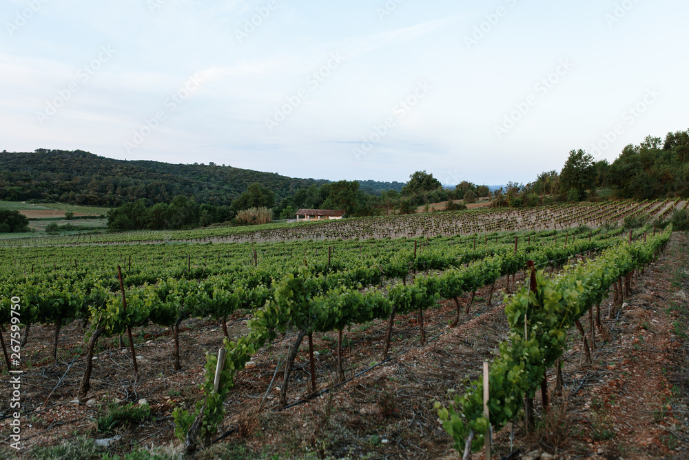 France Vineyard Sunrise