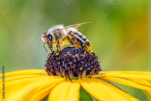 Bee pollinates coneflower - Rudbeckia subtomentosa photo