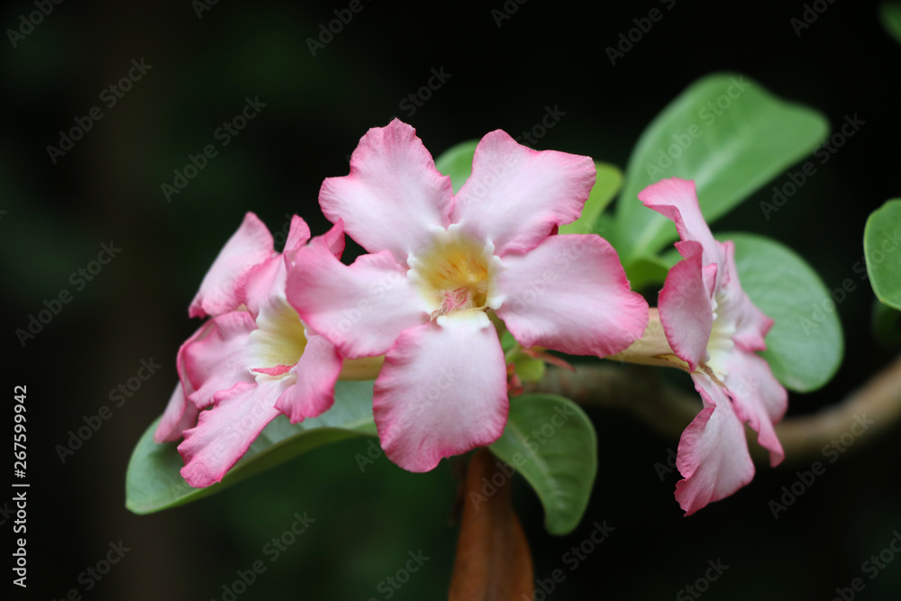 Desert Rose soft pink beautiful on tree on black background