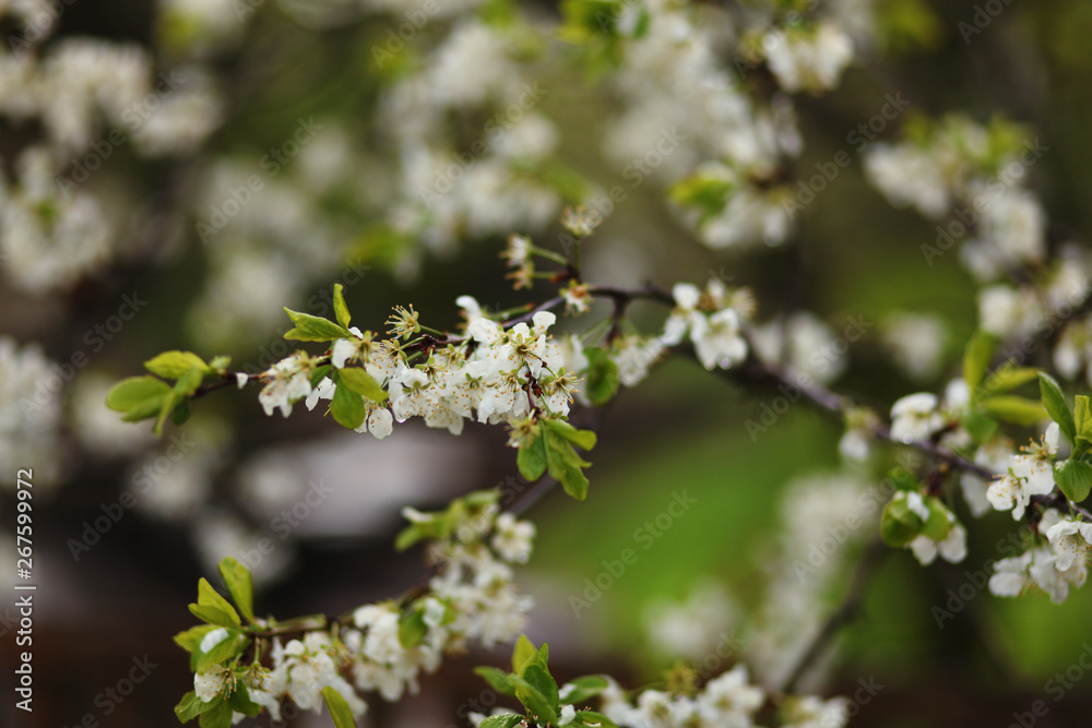 Fototapeta premium blooming branch,romantic spring background
