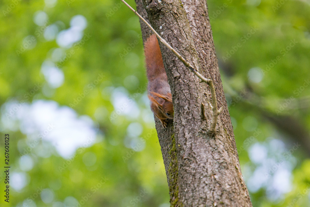 European brown squirrel in summer coat on a branch in the forest European brown squirrel in summer coat on a branch in the forest