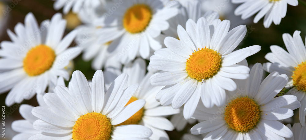 Macro shot of big daisies. Flowers background. Macro shot of big daisies. Flowers background.