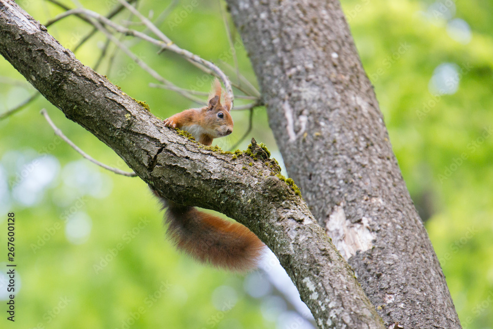 European brown squirrel in summer coat on a branch in the forest