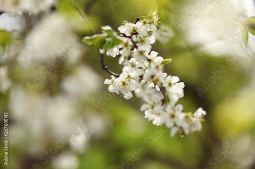 blooming branch,romantic spring background