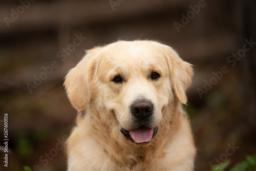 Fototapeta Naklejka Na Ścianę i Meble -  Beautiful and happy beige dog breed golden retriever lying outdoors in the forest at sunset in spring