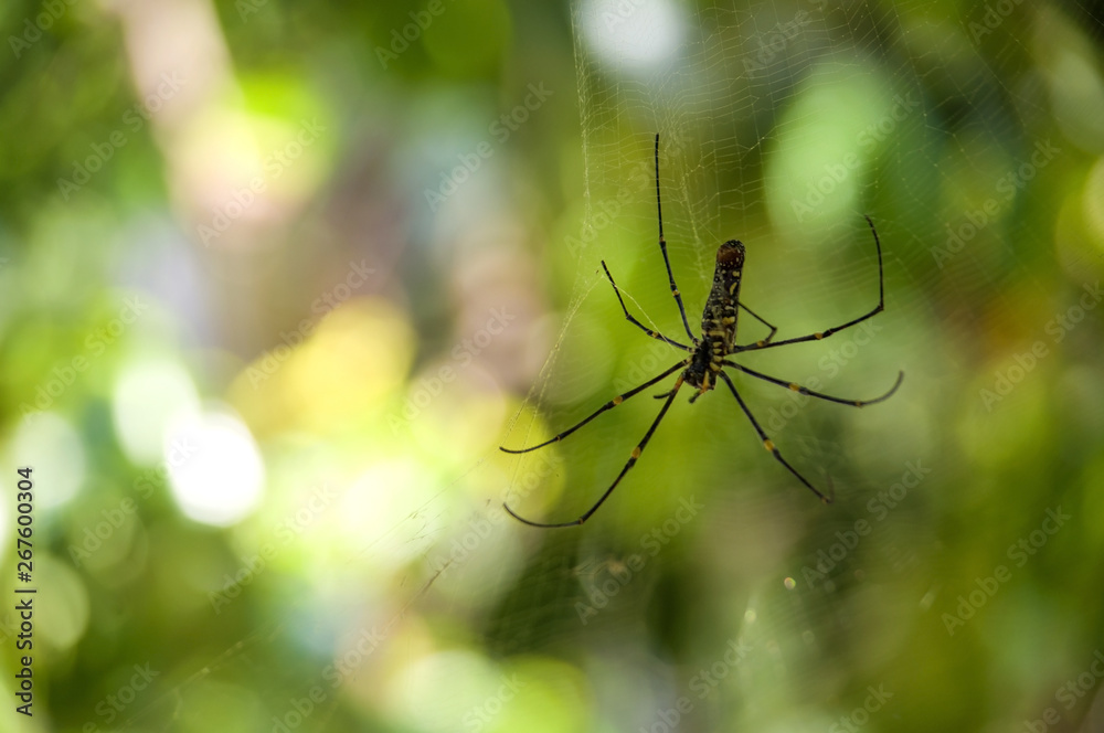 Closeup of A black and yellow colour spider with natural background and bokeh , Black widow spider. Closeup of A black and yellow colour spider with natural background and bokeh , Black widow spider.