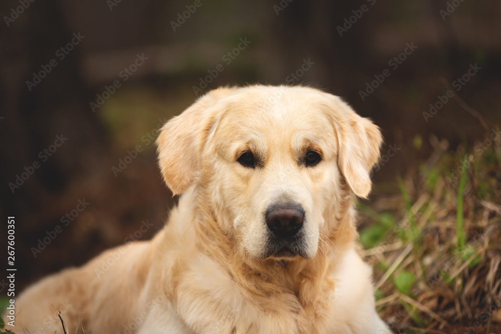 Cute and happy beige dog breed golden retriever lying outdoors in the forest at sunset in spring