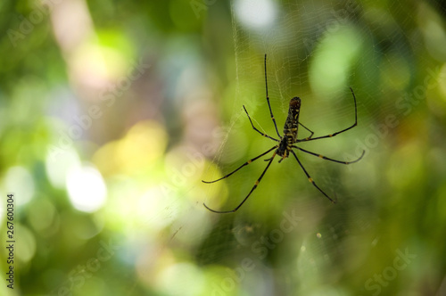 Closeup of A black and yellow colour spider with natural background and bokeh , Black widow spider.