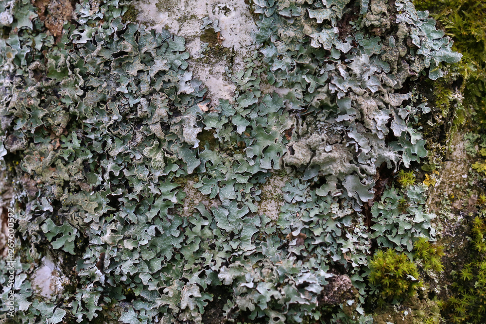 Lichen on the bark of a tree Lichen on the bark of a tree