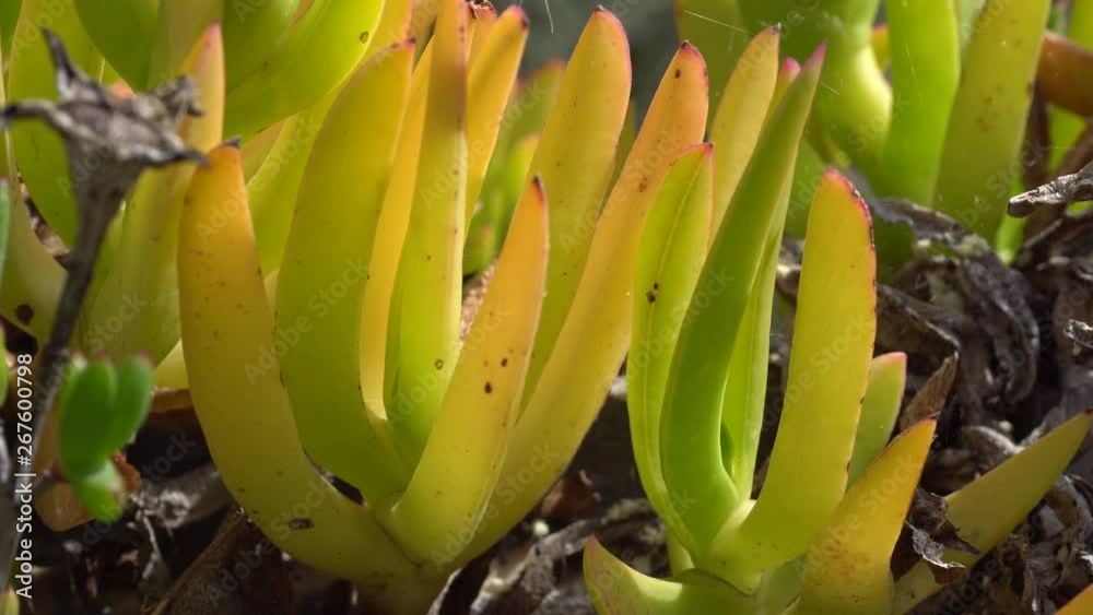 Plantas verdes en jardin con sol al aire libre