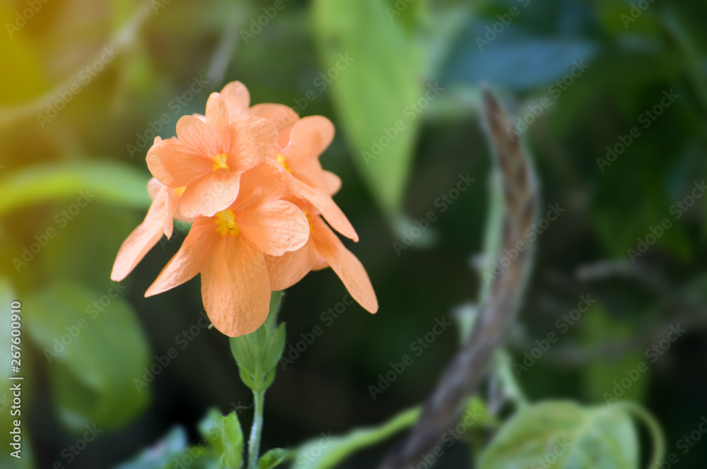 Fototapeta premium Closeup of orange amaryllis flower pastel color background with selective focus.