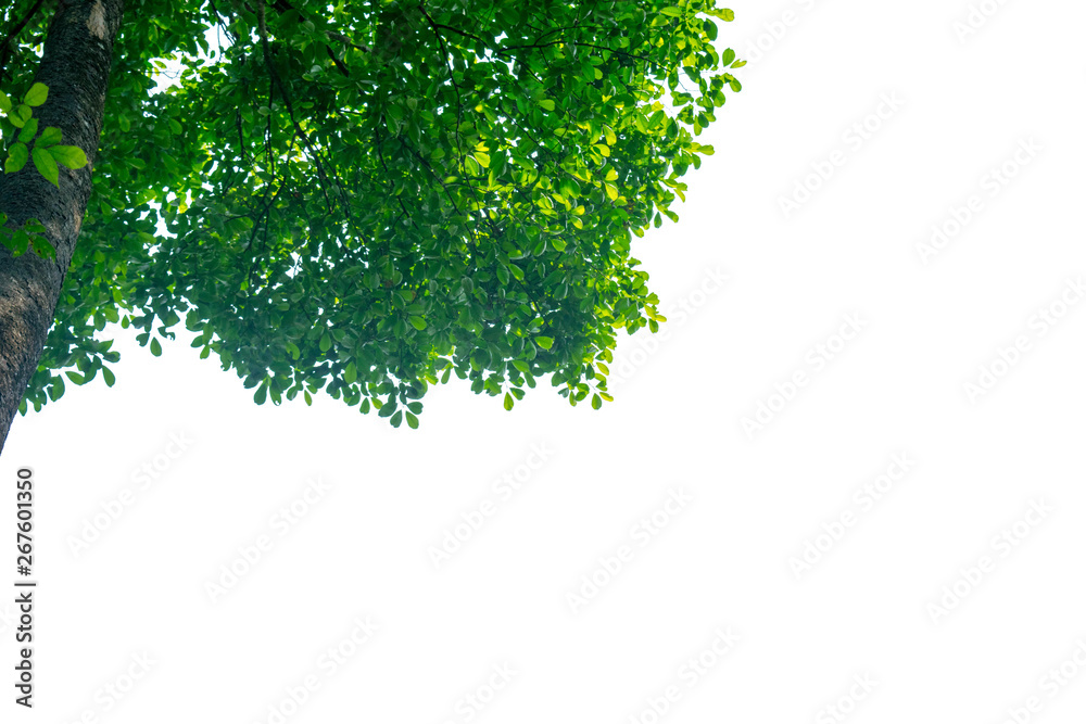 The green leaves are completely separated from the background.