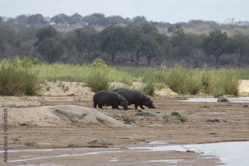 A pair of hippos