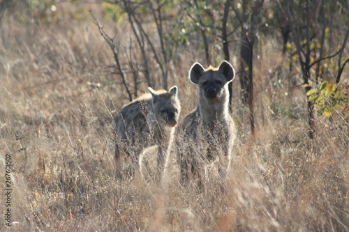 Pair of hyenas