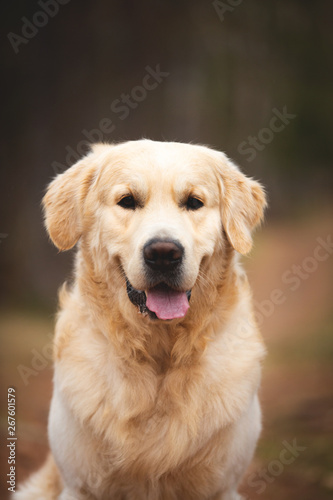 Beautiful and free dog breed golden retriever sitting outdoors in the forest at sunset in spring