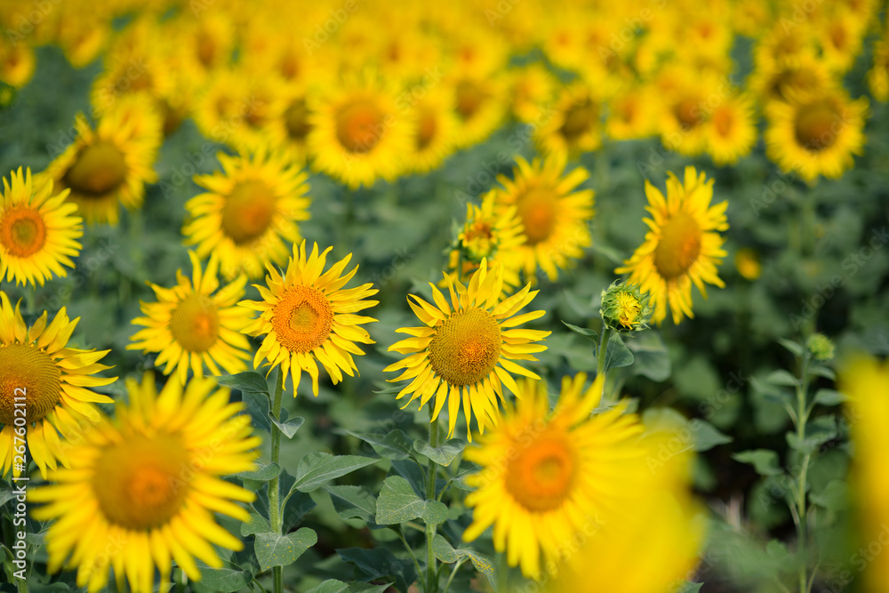 Sunflower field. Many yellow sunflower in a field Sunflower field. Many yellow sunflower in a field