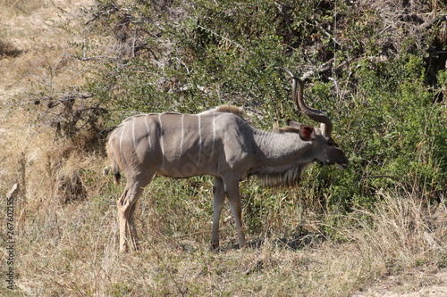 Kudu in veld