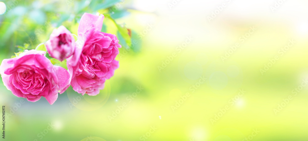 Obraz premium Pink garden flowers on a green background. Summer roses bokeh texture.