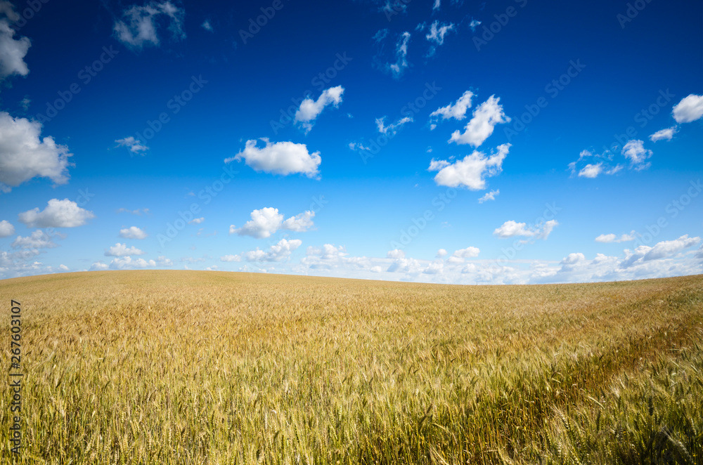 Wheat field summer sunny day under cloudy blue sky