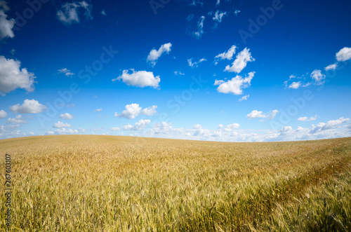 Wheat field summer sunny day under cloudy blue sky
