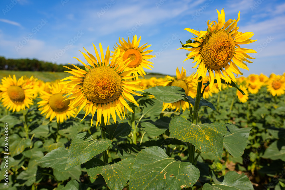 Sunflower field. Many yellow sunflower in a field Sunflower field. Many yellow sunflower in a field