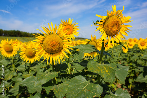 Sunflower field. Many yellow sunflower in a field